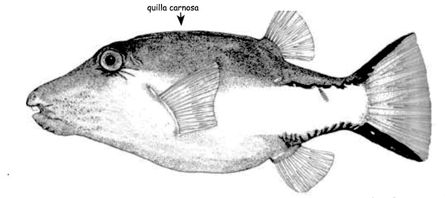 Canthigaster rostrata_01.jpg
